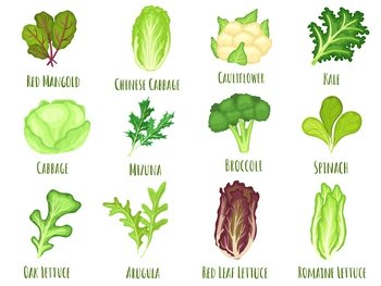 Vegetable lettuce. Salad cabbage, green spinach leaves and cartoon broccoli vector set. Illustration of spinach and cabbage, lettuce of vegetable. Vegetable lettuce. Salad cabbage, green spinach leaves and cartoon broccoli vector set