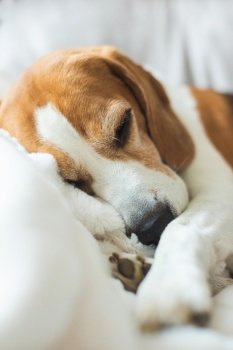 Adoult Male hound Beagle dog sleeping at home on the sofa. Cute dog portrait, sellective focus, blurred background. Adoult Male hound Beagle dog sleeping at home on the sofa.