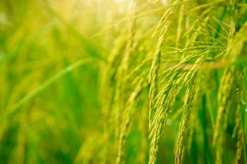 Selective focus on ear of rice. Green paddy field. Rice plantation. Organic rice farm in Asia. Rice price in the world market concept. Beautiful nature of farm land. Paddy field. Plant cultivation. 