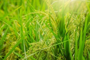 Selective focus on ear of rice. Green paddy field. Rice plantation. Organic rice farm in Asia. Rice price in the world market concept. Beautiful nature of farm land. Paddy field. Plant cultivation. 