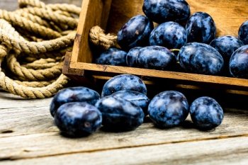 Ripe blue plums in a wooden crate in a rustic composition.. Ripe blue plums in a wooden crate in a rustic composition. 