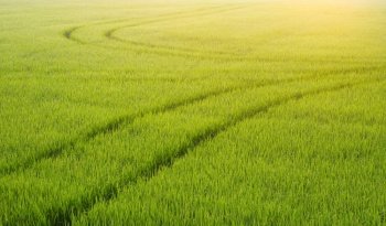 Morning soft sunlight on surface of curve track line of spraying tractor after spraying fertilizer in green paddy field, agriculture and natural background