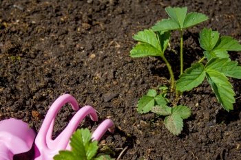 Strawberry Plants and pink gardening tools on the ground. Space for text. Strawberry Plants and pink gardening tools on the ground