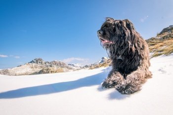 Shepherd dog of Italian Alps on the snow looks far away