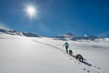 Ski touring a sporty woman climbs the trail with her two dogs