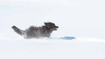Big hairy black dog runs fast in the fresh snow