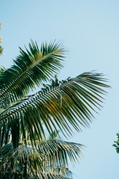 Palm tree leaves over a blue bright sky with copy space