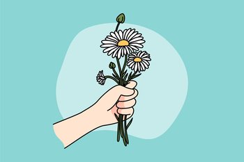 Close up of hand holding daisies congratulate with birthday or anniversary. Person with flowers bouquet enjoy summer plant. Flat vector illustration, cartoon style.. Hand holding daisies bouquet