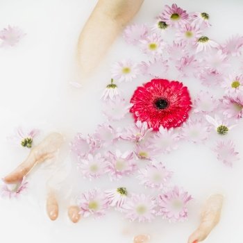 close up woman s hand with red pink flowers floating water