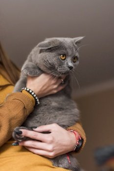 woman carrying grey british shorthair cat
