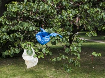 OLYMPUS DIGITAL CAMERA. waste plastic bag handing tree branch park