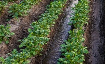 Water flows between rows of potato bushes. Watering the plantation. Providing the field with life-giving moisture. Surface irrigation of crops. European farming. Agriculture. Agronomy.