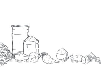 Hand drawn sugar beet and sack bags of sugar. Vector background. Sketch  illustration.. Sugar beet and sugar. Vector background.