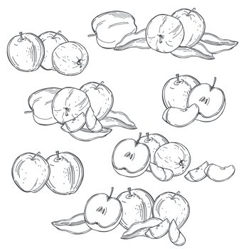 Hand drawn apples. Fruits on white background.  Vector sketch  illustration.. Apples on white background.  Vector  illustration.