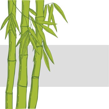 Bamboo. Vector sketch illustration