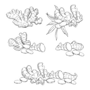 Ginger, root, leaves. Hand drawn sketch illustration