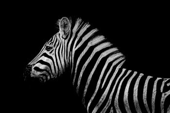 close up from a zebra at Kruger's Nationalpark, South Africa