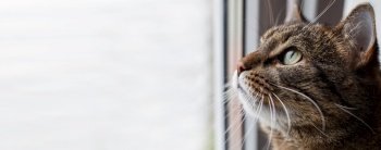 Portrait of a Gray cat looking out window. copy space. banner. Portrait of a Gray cat looking out the window. copy space. banner