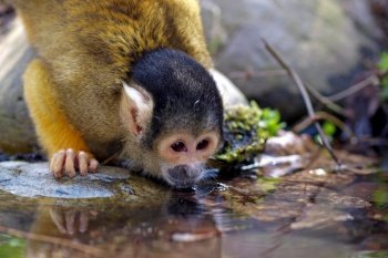 water drinking squirrel monkey