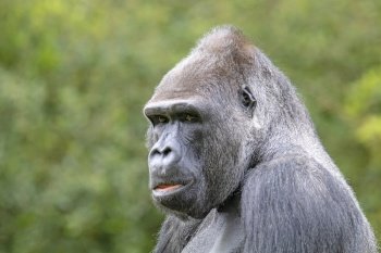 Silverback gorilla portrait in natural habitat