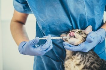 Female veterinarian doctor is giving liquid medication to a grey cat. Female veterinarian doctor is giving liquid medication to a cat