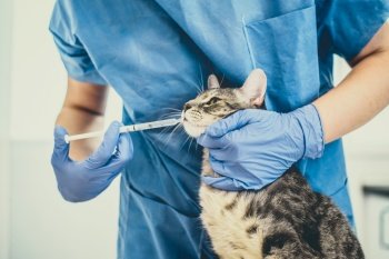 Female veterinarian doctor is giving liquid medication to a grey cat. Female veterinarian doctor is giving liquid medication to a cat