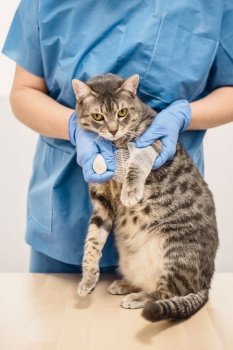 A veterinarian doctor bandaging the injured leg of a grey cat. Veterinarian doctor bandaging the injured leg of a cat