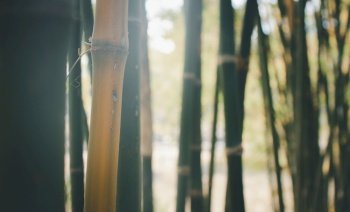 Closeup shot of thin tree trunks and bamboo stalks in a forest 