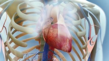 Heart failure means that the heart is unable to pump blood around the body properly. 3D illustration. Heart failure means that the heart is unable to pump blood around the body properly.
