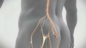 3D Medical 3D illustration of transparent man on white background. Left lower lower back nerve problem. Left lower lower back nerve problem. 3D Medical 3D illustration