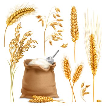 Set of realistic agricultural crops including rice, oats, wheat, barley, sack of flour isolated vector illustration   . Realistic Agricultural Crops Set