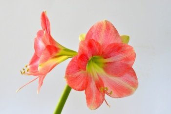 Amaryllis, flower in a closeup