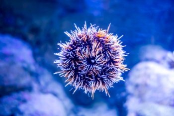 Sea urchin in a tropical coral reef. Sea urchin