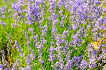 A field with blooming lavender and a small butterfly on a flower stem. Bright background.