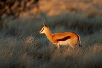 A springbok antelope (Antidorcas marsupialis) in late afternoon light, South Africa
