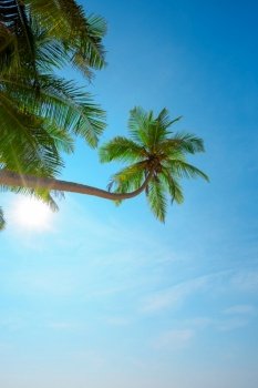 Lushy green goconut tropical palm tree with ripe coconuts hang over the beach at sunny clear summer day on tropical island with shining sun