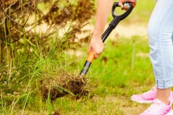 Woman gardener digs ground soil with shovel for removal withered dried thuja tree from her backyard. Yard work around the house. Woman remove tree from backyard, digging soil with shovel