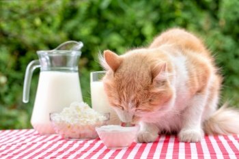 Red cat on a table with dairy products eats sour cream with his tongue. Natural green background. Summer day. Eco-friendly natural product concep. Red cat on a table with dairy products eats sour cream with his tongue