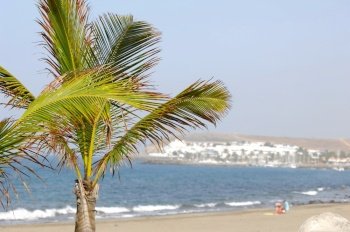 A palm near the beach