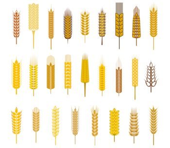 Large collection ears of cereals and grains such as wheat, barley and rye in golden silhouette icons on white for agriculture design