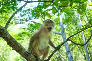 Cute macaque monkey sitting on tree in tropical mangrove forest with green foliage and numerous roots