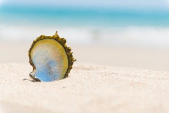 Sea shell on sand beach and blue water as summer holiday background