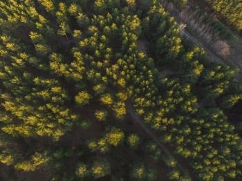 Aerial view of summer siberian forest. Aerial view of summer forest.