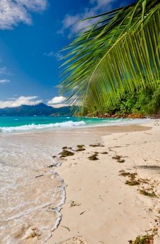 Beautiful beach Anse Soleil with palm tree at Seychelles, Mahe