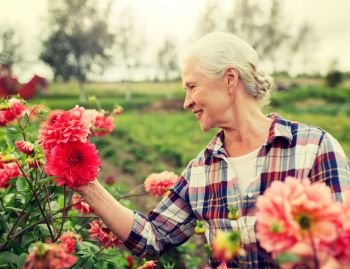farming, gardening and people concept - happy senior woman with flowers blooming at summer garden. senior woman with flowers at summer garden