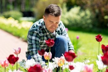gardening and people concept - middle-aged man taking care of flowers at summer garden. middle-aged man taking care of flowers at garden