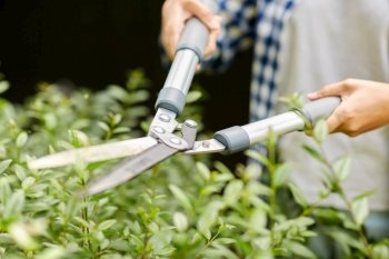 gardening and people concept - woman with pruner or pruning shears cutting branches at summer garden. woman with pruner cutting branches at garden