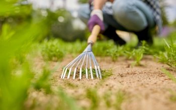 gardening and people concept - happy smiling woman weeding flowerbed with rake at summer garden. woman weeding flowerbed with rake at summer garden