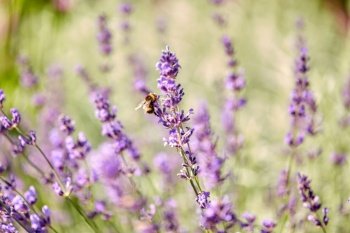 gardening, botany and flora concept - bee pollinating beautiful lavender flowers blooming in summer garden. bee pollinating lavender flowers in summer garden