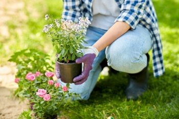 gardening and people concept - woman planting rose flowers at summer garden. woman planting rose flowers at summer garden